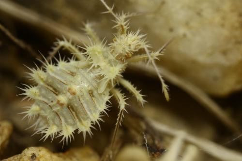 Phyllomorpha laciniata